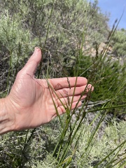 Melica imperfecta