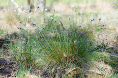 Eriophorum vaginatum