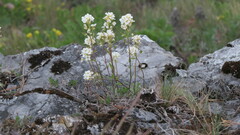 Schivereckia podolica