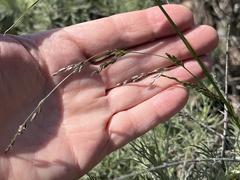 Melica imperfecta