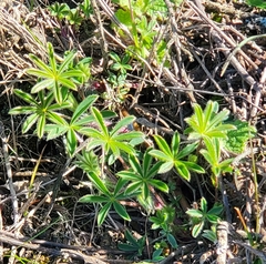 Lupinus bicolor