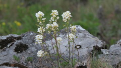 Schivereckia podolica