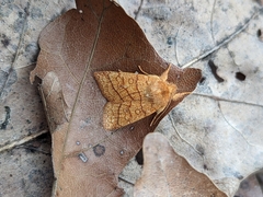 Pyreferra hesperidago