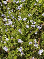 Lindernia grandiflora