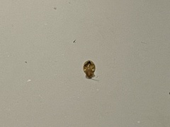Cimex lectularius