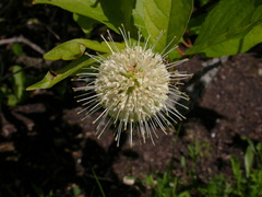 Cephalanthus occidentalis