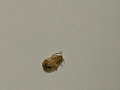 Cimex lectularius