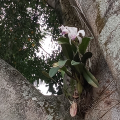 Cattleya trianae
