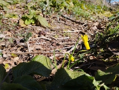 Narcissus cyclamineus