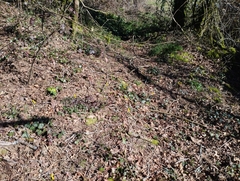 Narcissus cyclamineus