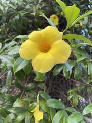 Allamanda cathartica