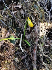 Narcissus cyclamineus