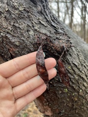 Cercis canadensis