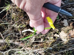 Narcissus cyclamineus