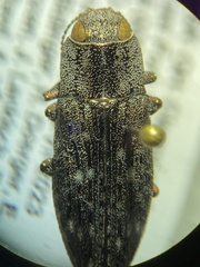 Dicerca lurida