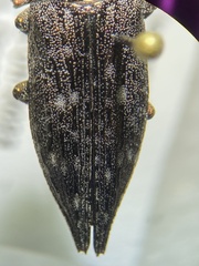 Dicerca lurida