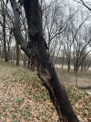 Cercis canadensis