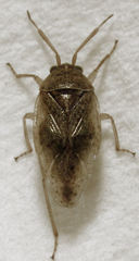 Romna pallida