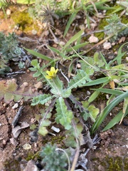 Hyoseris scabra