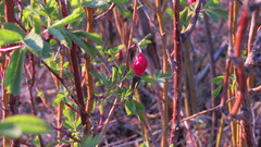 Rosa glabrifolia