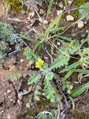 Hyoseris scabra