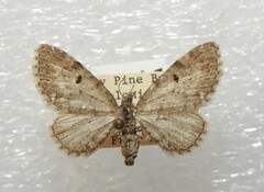 Eupithecia russeliata