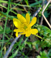 Ranunculus californicus