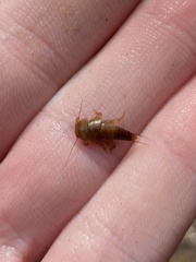 Peltoperlidae