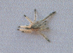 Ephebopus murinus
