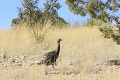 Meleagris gallopavo mexicana