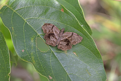 Helias phalaenoides
