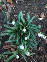 Galanthus plicatus