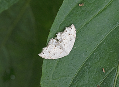 Dysaethria flavistriga