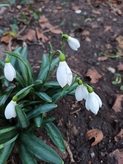 Galanthus plicatus