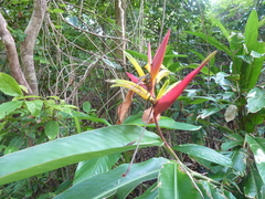 Heliconia