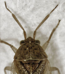 Romna pallida