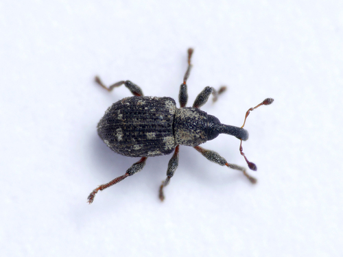 Duckweed Weevil photo 4
