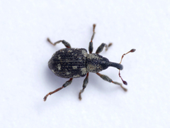 Tanysphyrus lemnae