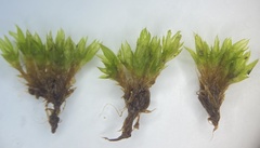 Tortula acaulon