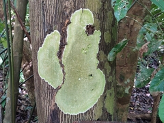 Cryptothecia striata