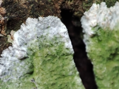 Cryptothecia striata