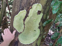 Cryptothecia striata