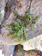 Ajuga chamaepitys