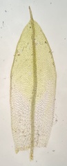 Tortula acaulon