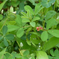 Indigofera trifoliata