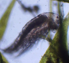 Bryocamptus