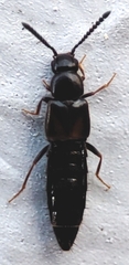 Staphylinidae