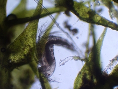 Bryocamptus