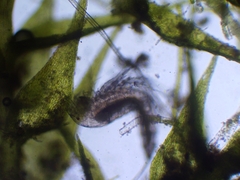 Bryocamptus