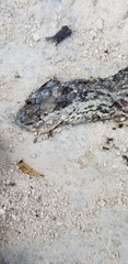 Cubophis vudii